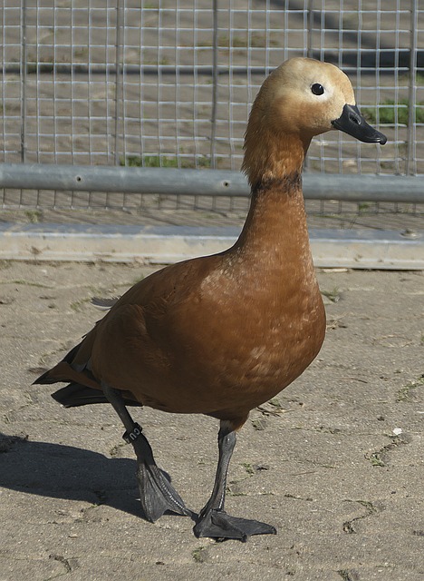 神让Qui